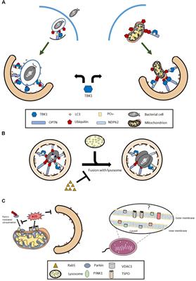 Common Traits Spark the Mitophagy/Xenophagy Interplay